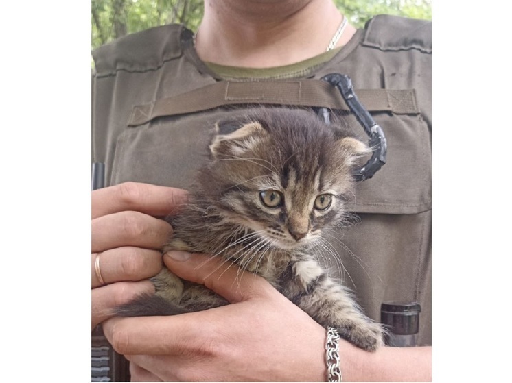 Калужские военные недалеко об Шебекино спасли котят