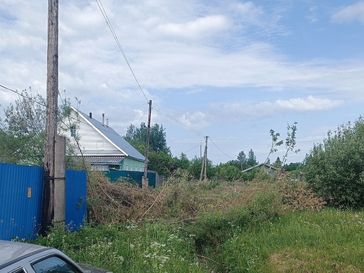 В Тверской области неизвестные спилили деревья и свалили их на чужой забор