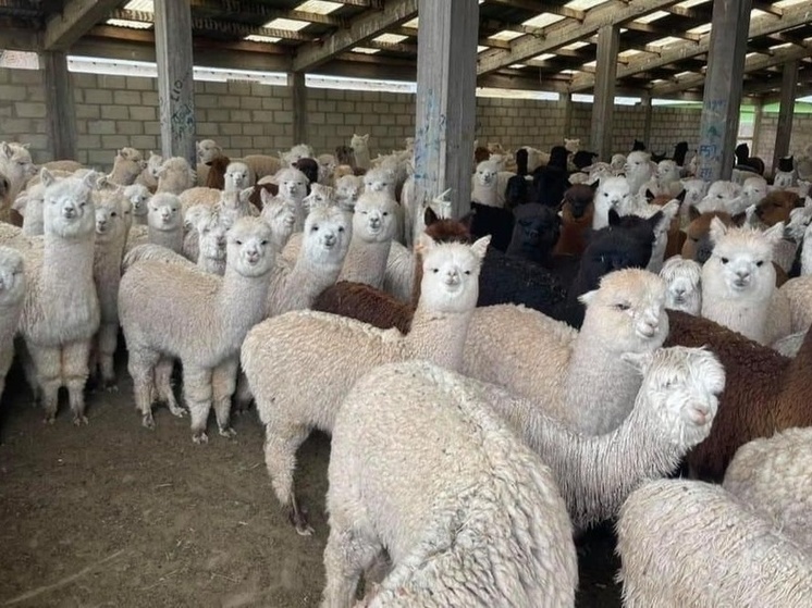 В барнаульский зоопарк могут приехать альпаки из Южной Америки