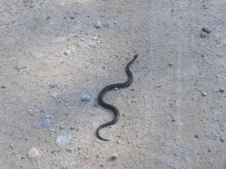 Житель Карелии встретил змею-красавицу