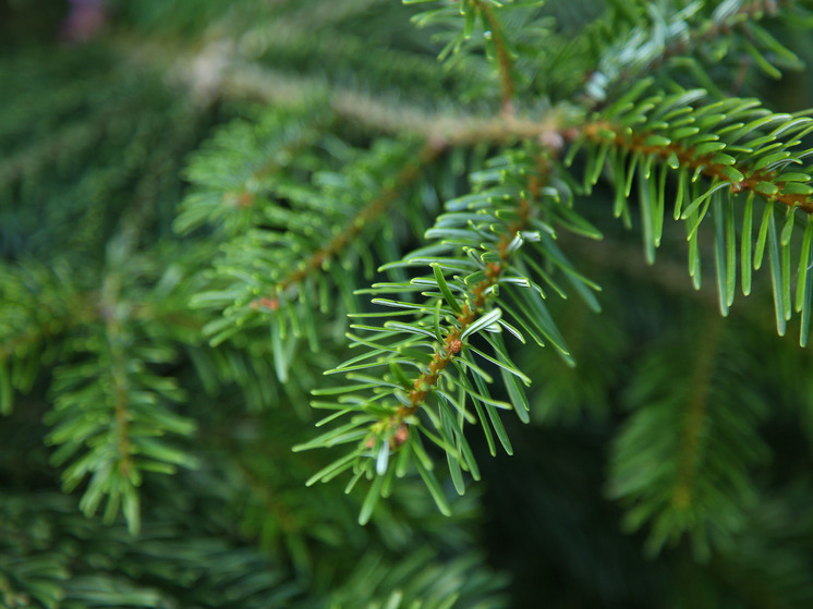 Варварская обрезка деревьев возле школы шокировала жителей Можайска