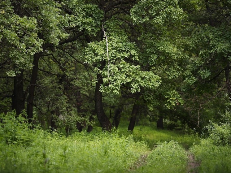В Волгоградской области вводят режим ограничения пребывания в лесу