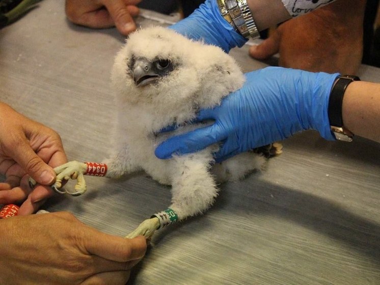 Птенцов сапсана, вылупившихся на крыше банка в Уфе, окольцевали