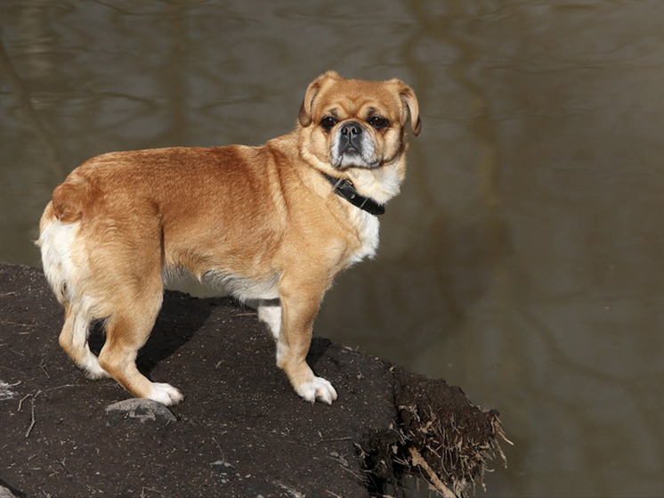 Калининградские хозяева собак ежедневно подвергают питомцев опасности