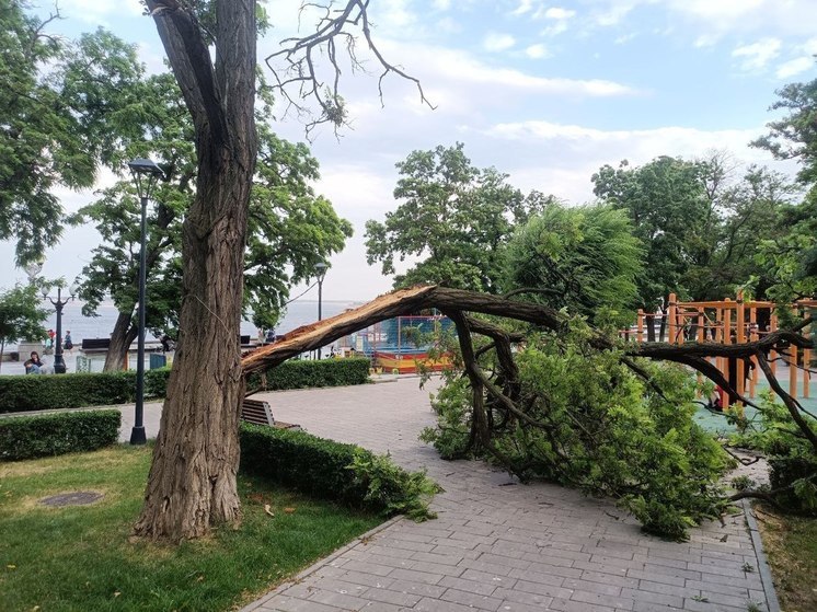 На набережной Волгограда штормовой ветер срывает ветви с деревьев