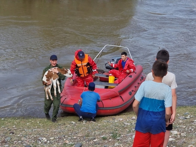 В Туве спасли  теленка, застрявшего посреди большой воды