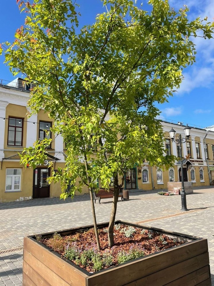 В Кирове на Спасской уникальные клёны посадили в деревянные контейнеры