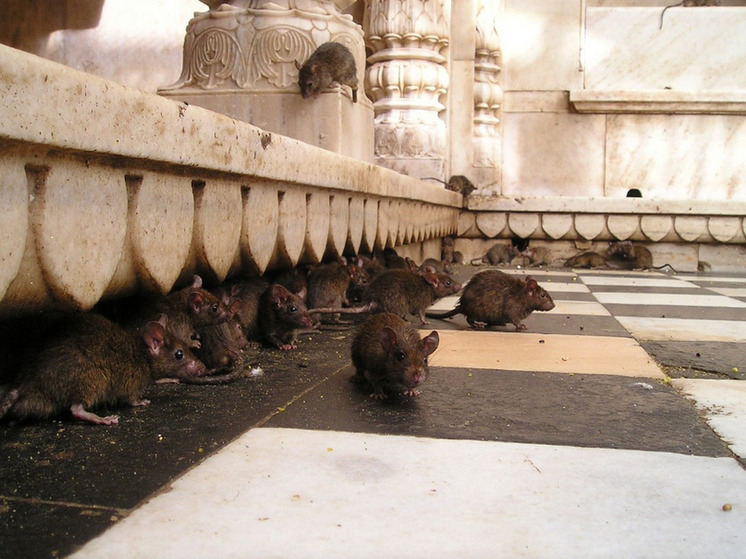 Мэрия Парижа разрабатывает инновационные подходы к сосуществованию горожан с крысами
