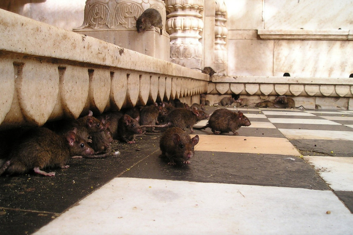 Paris City Hall is developing innovative approaches to the coexistence of citizens with rats