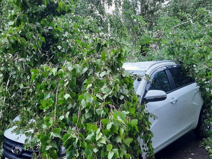 В Воронеже поступило 28 заявок об упавших или аварийных деревьях