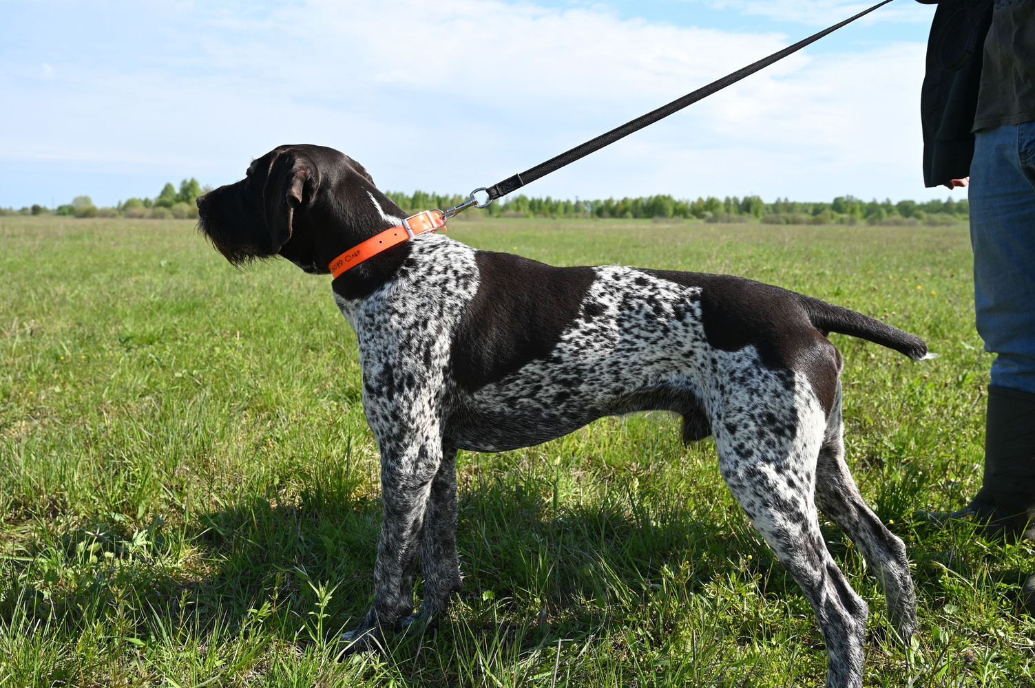 Hunting dog competitions were held in Kostroma