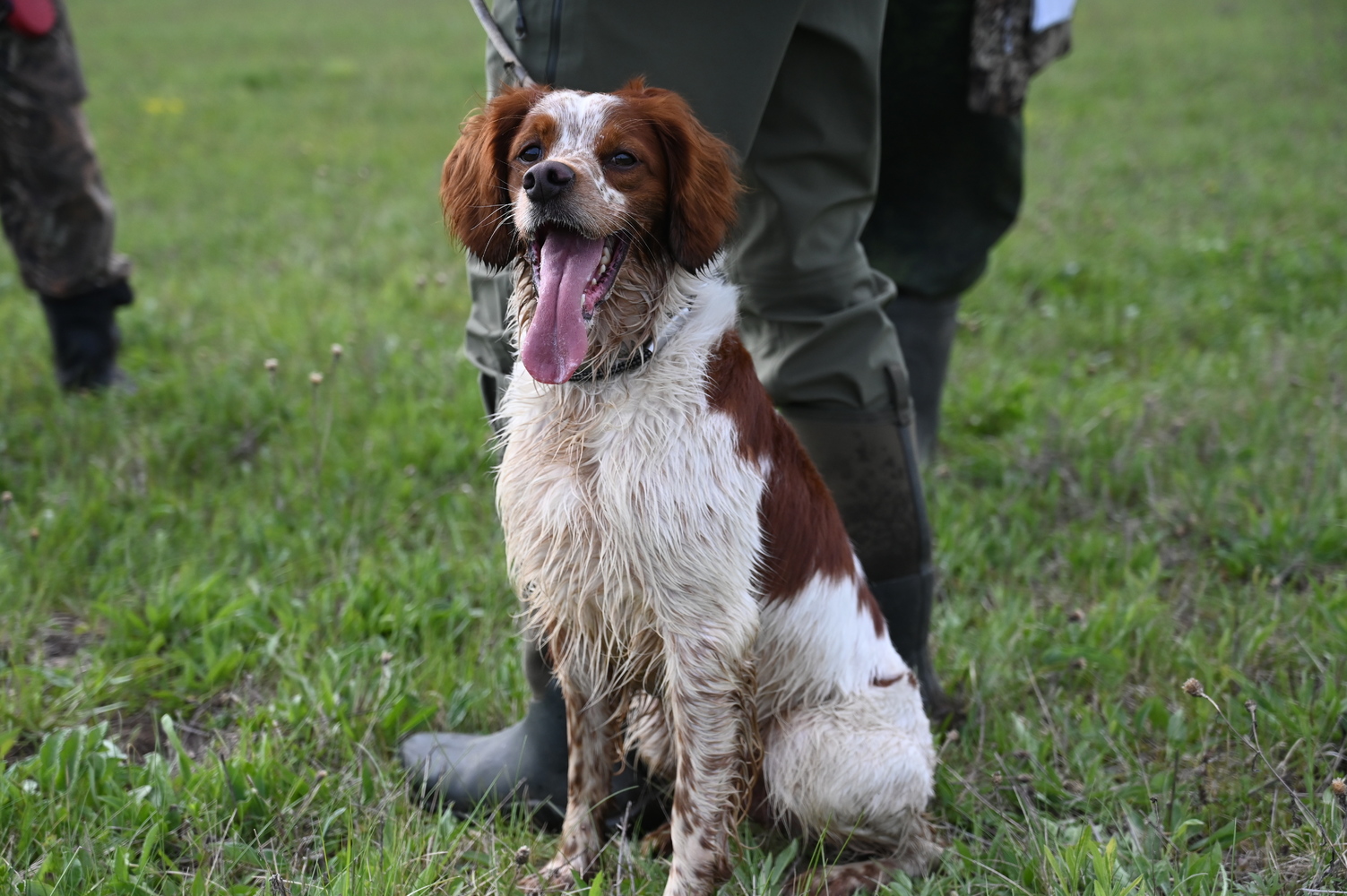 Competitions of hunting dogs were held in Kostroma
