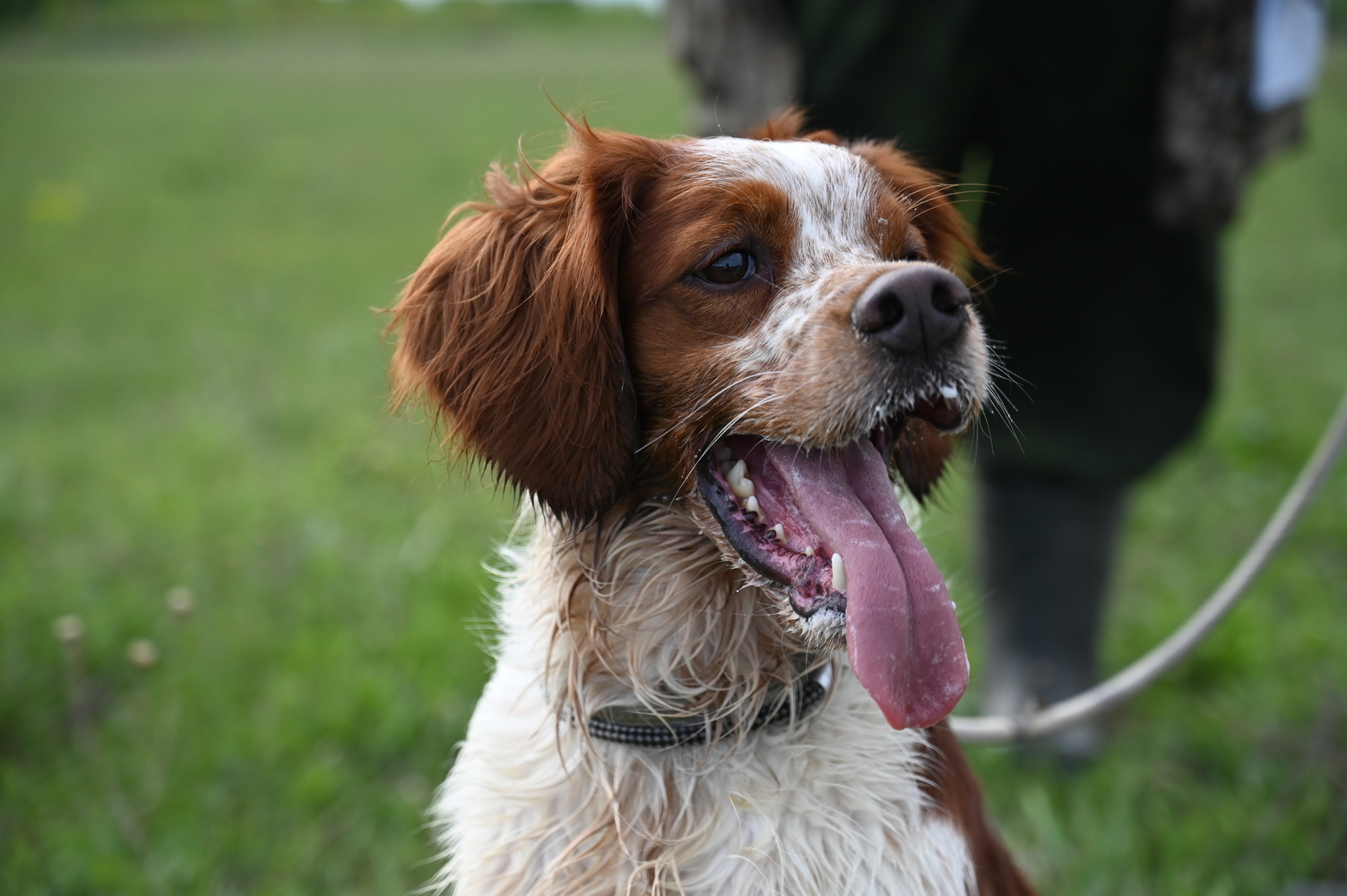 В Костроме прошли соревнования охотничьих собак