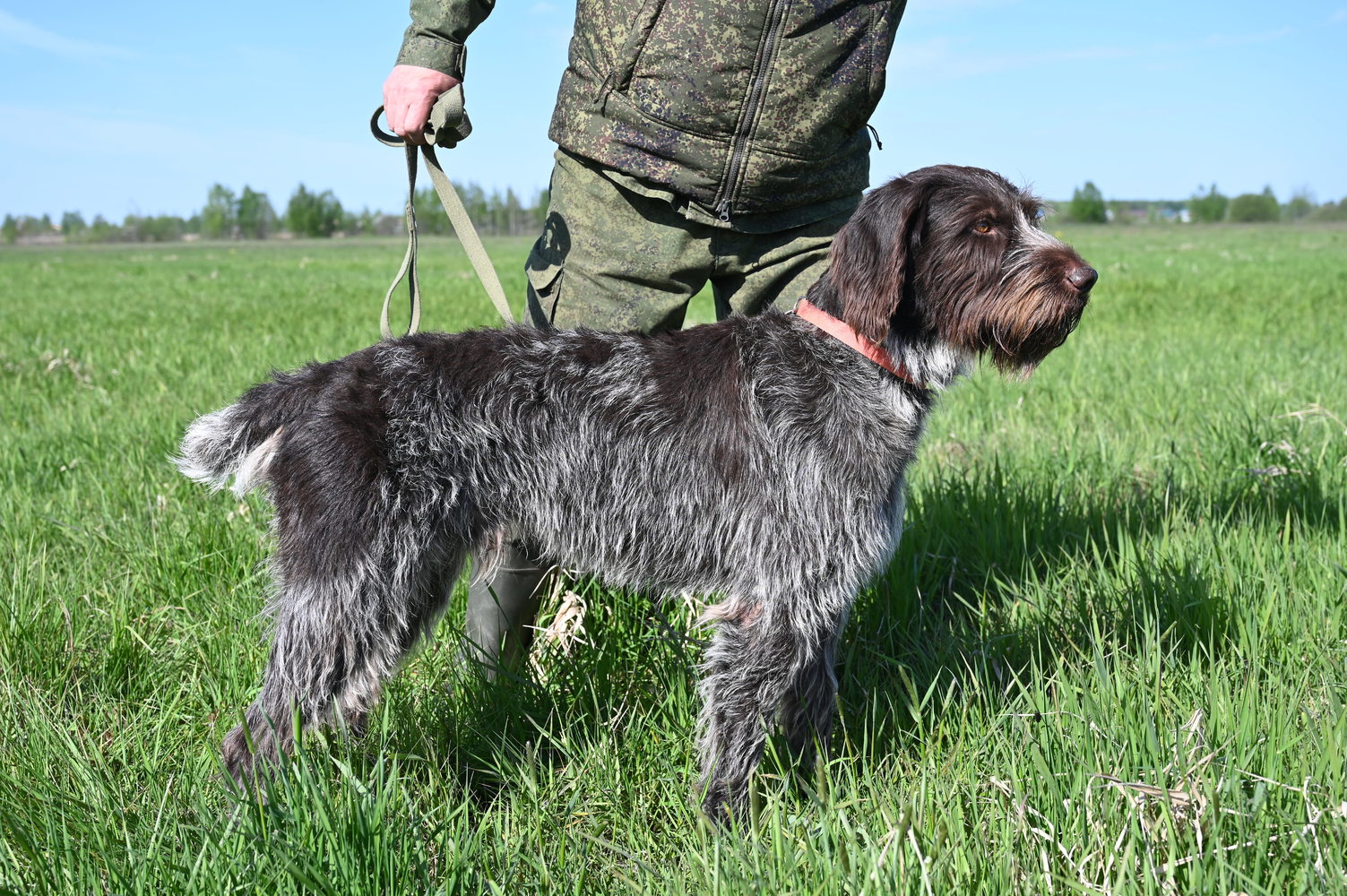 В Костроме прошли соревнования охотничьих собак