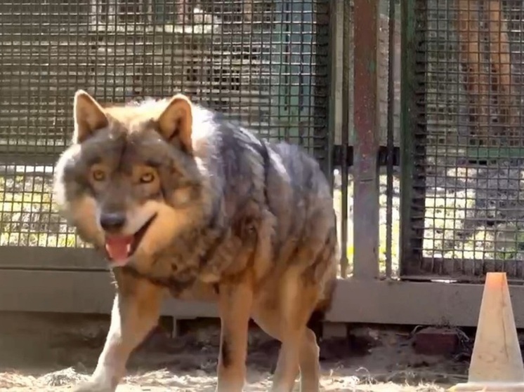 В филиал Московского зоопарка в Волоколамском округе прибыл волк Ёжка