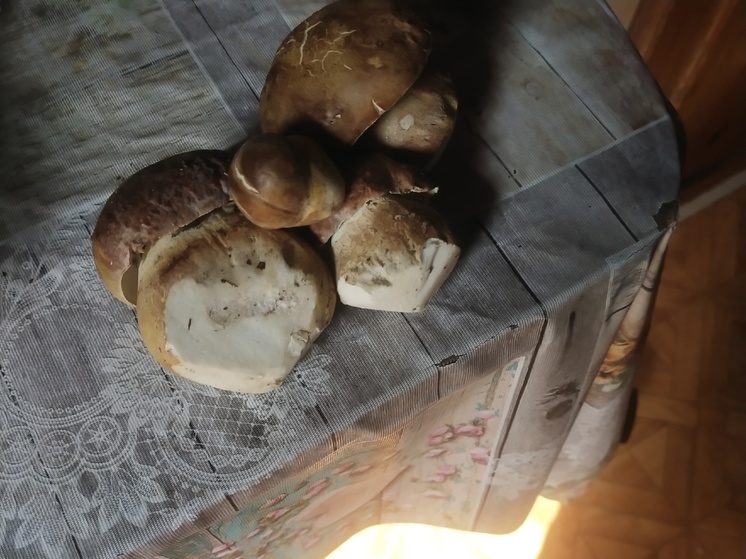 Жители Карелии хвастаются в соцсети первым урожаем грибов
