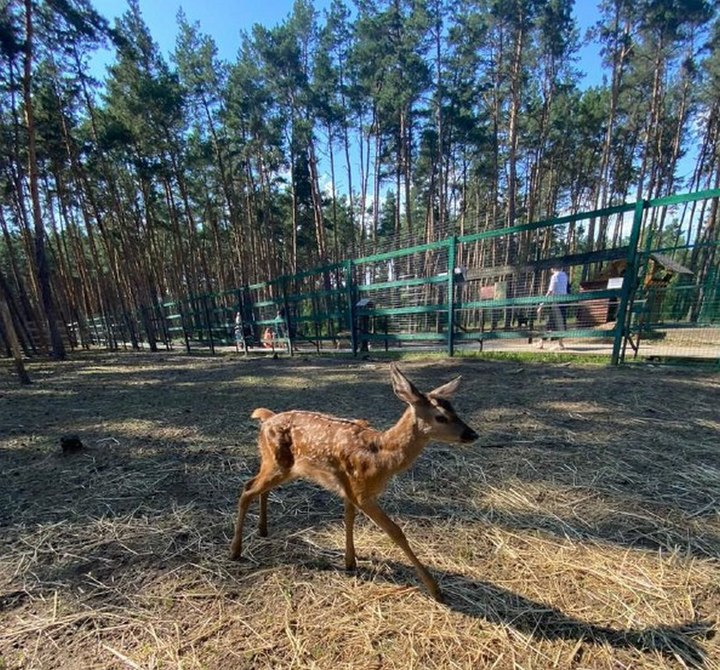 Зоопарк воронеж