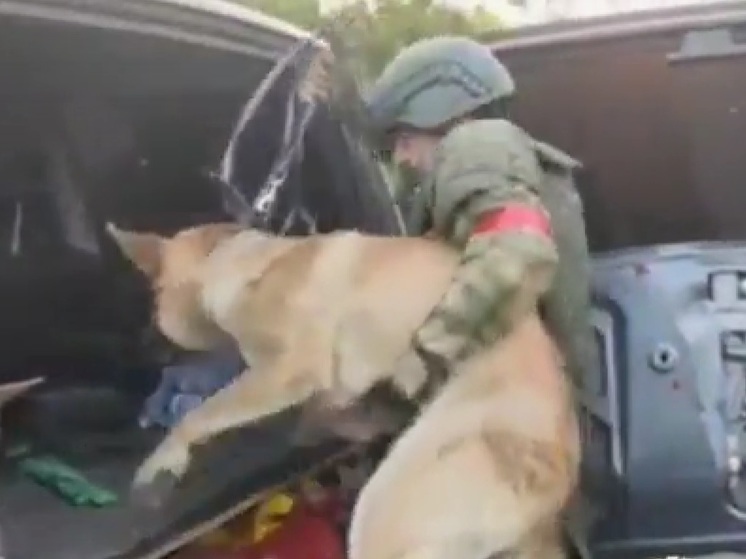 Российские военные помогли семье вывезти из Шебекино животных и вещи