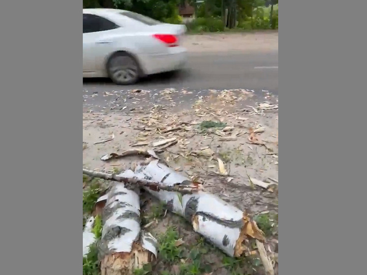 В Воронеже на улице Тимирязева береза рухнула на капот «Инфинити»