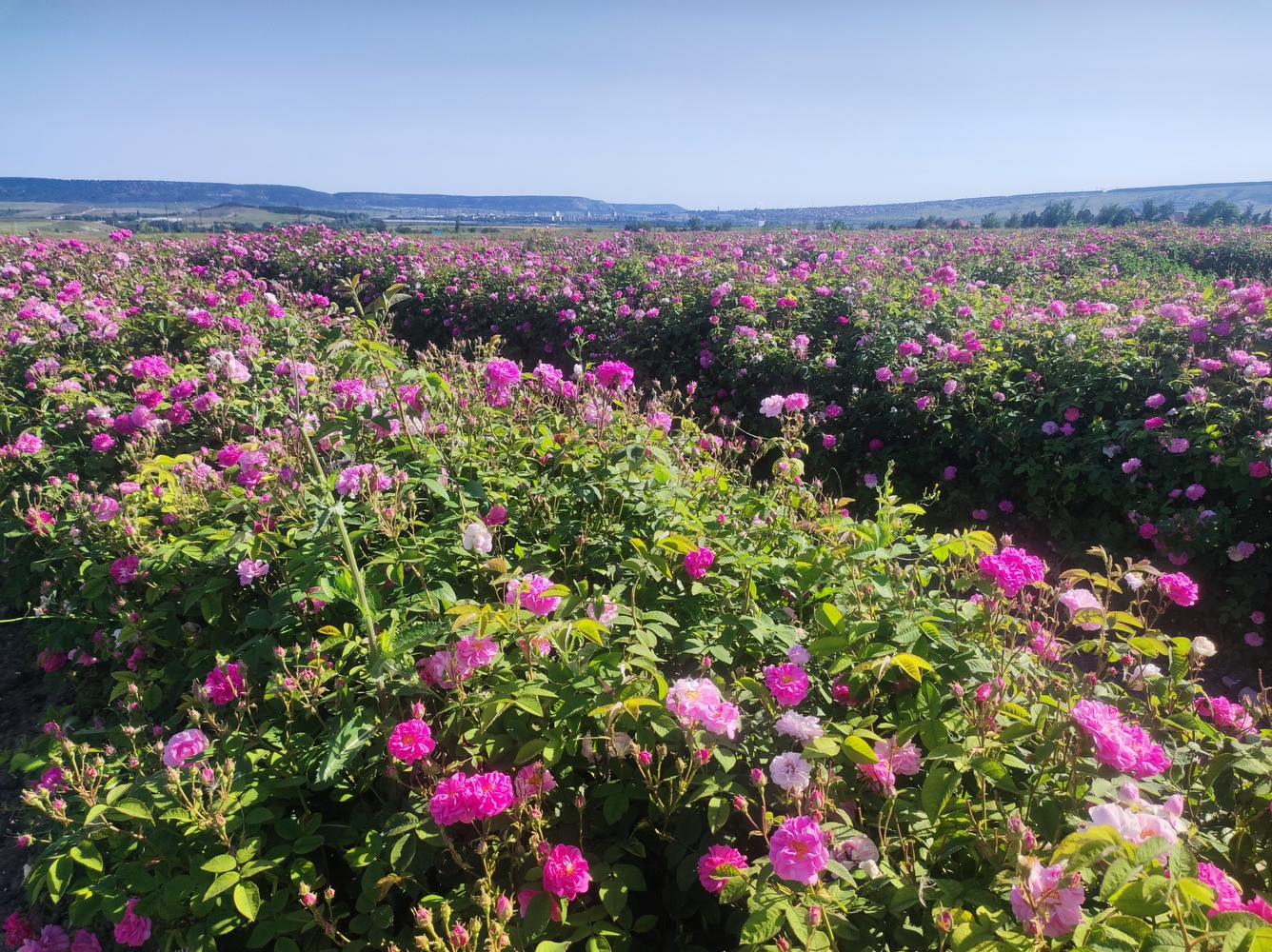 В Крыму началась уборка урожая эфиромасличной розы 