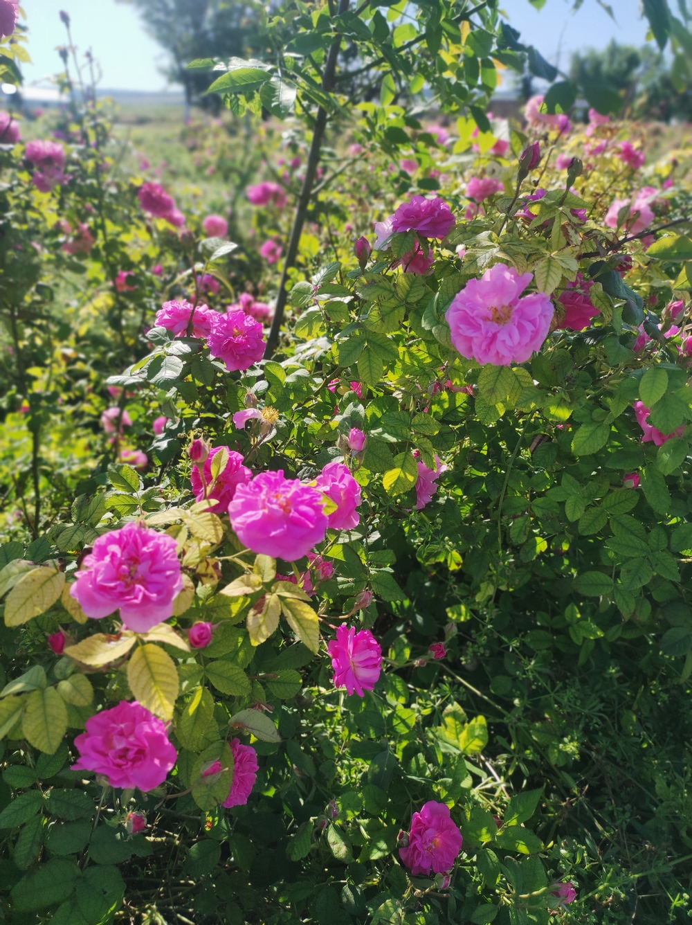 В Крыму началась уборка урожая эфиромасличной розы 