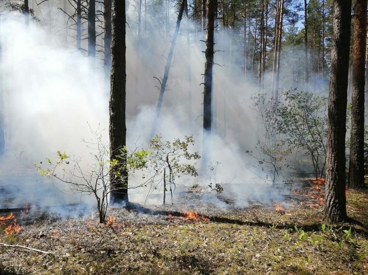 Три лесных пожара произошло в Подмосковье за выходные