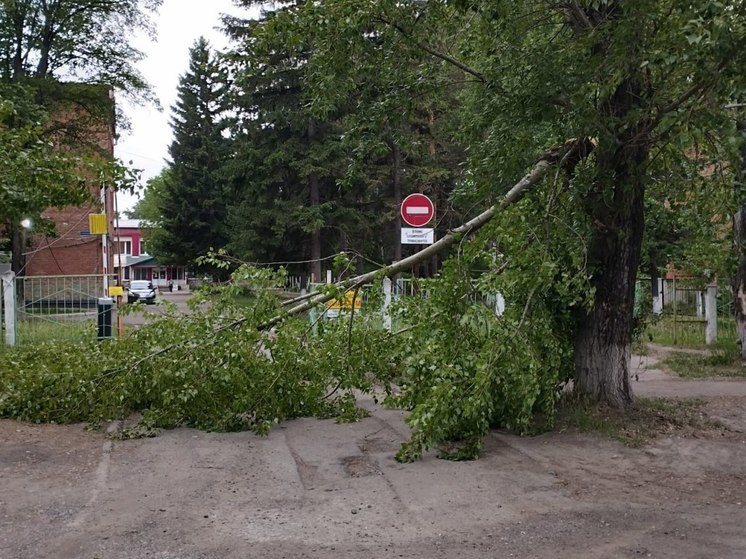 В кузбасском городе упавшее дерево перегородило въезд в больницу