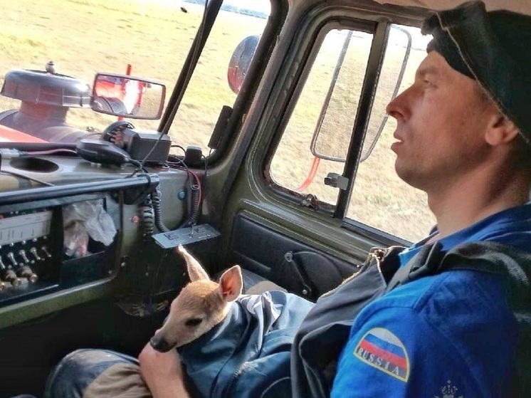Курганские пожарные спасли детеныша косули, опалившего ноги