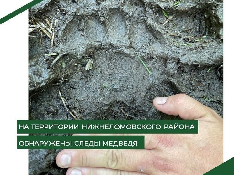 В одном из лесничеств Пензенской области обнаружили следы бурого медведя
