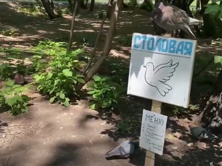 В барнаульской роще открылась столовая для голубей