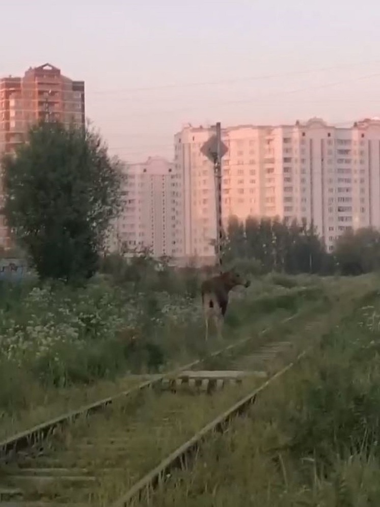 Жители Твери встретили лося, гуляющего по железной дороге