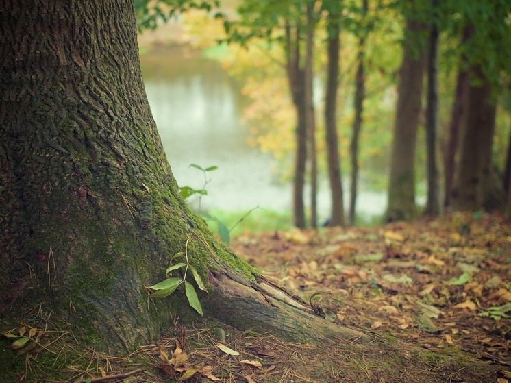 Ленобласть планирует предложить новую концепцию лесного туризма на ПМЭФ