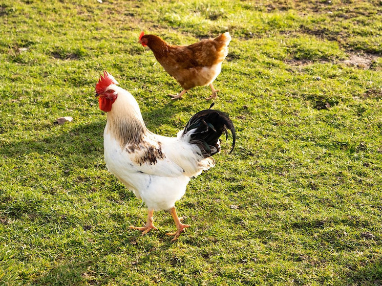 В Удмуртии начали выплату возмещения за изъятых из-за птичьего гриппа птиц