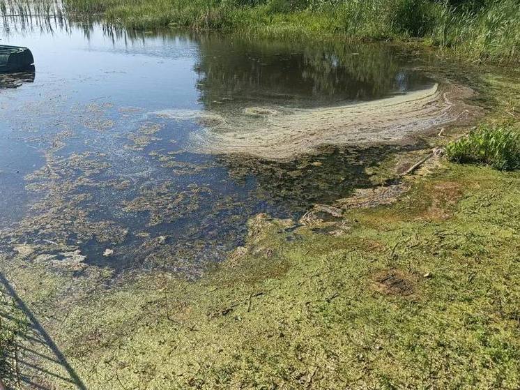 Сине-зеленые водоросли проснулись в Нахимовском озере