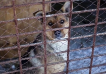 В Комсомольске два приюта для бездомных животных включили в реестр зоозащитных организаций и приютов для животных без владельцев. Об этом сообщили в пресс-службе городской администрации.