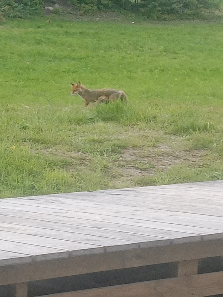 Лиса с лисятами поселилась в небольшом городе в Карелии