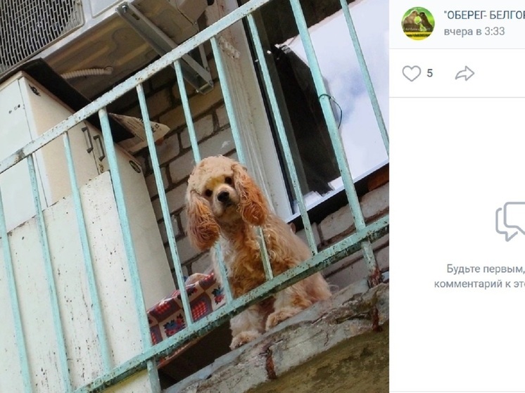 Гладков прокомментировал ситуацию с домашними животными в Шебекино