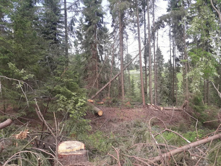 Арендатор участка в Балезинском районе незаконно вырубил 329 деревьев