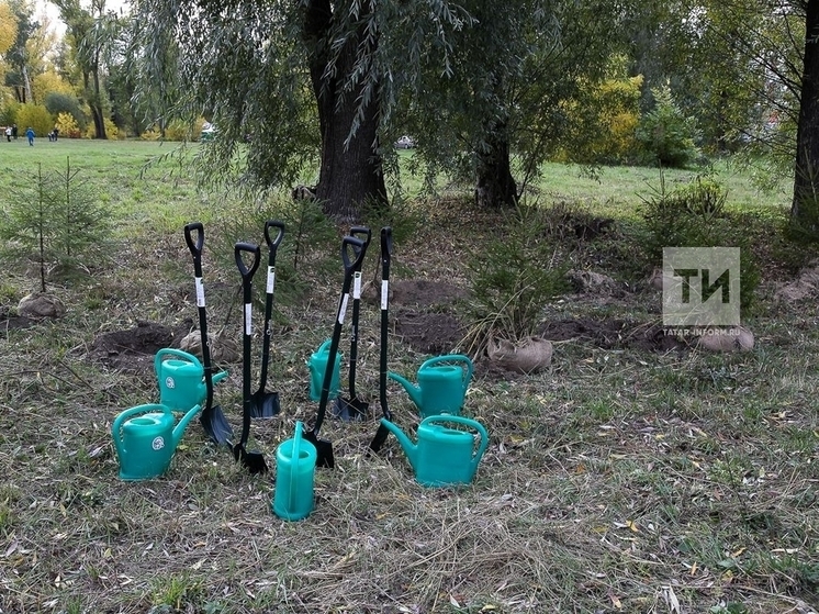 Казанцы сдадут макулатуру в обмен на саженцы кедра