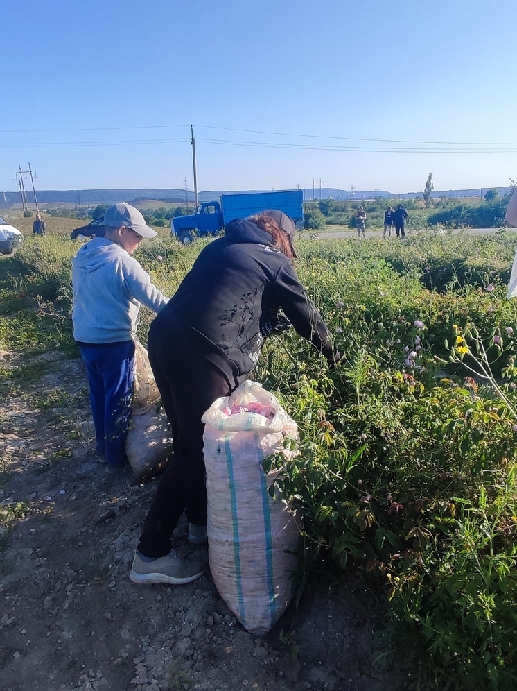 В Крыму начали сбор лепестков эфиромасличной розы