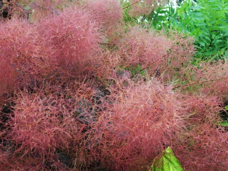 В Донецком ботаническом саду зацвело париковое дерево