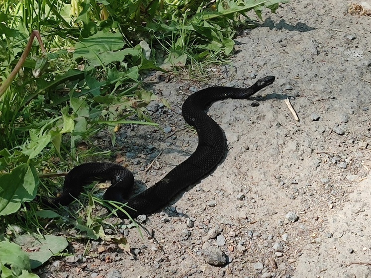 Ядовитая змея приползла к торговому центру Петрозаводска