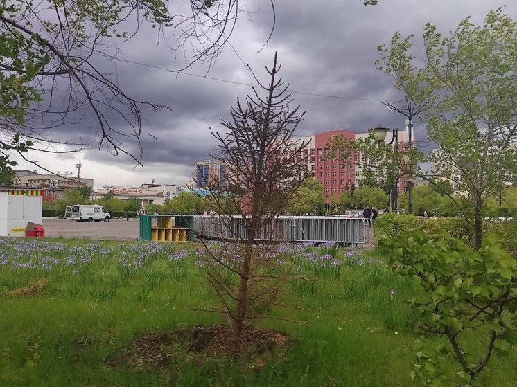 Горожанка пожаловалась на сухие ели на центральной площади в Чите