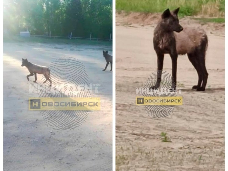 В Новосибирской области стая чёрных волков терроризирует жителей посёлка Сузун