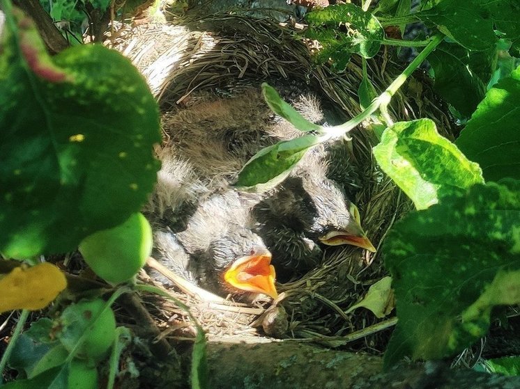 Жителей Вологодчины просят не трогать птенцов, выпавших из гнезда