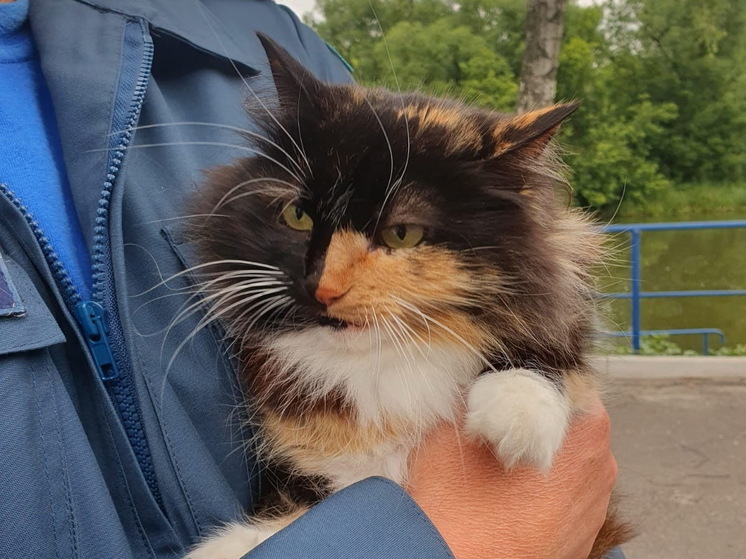 Трехцвётная кошка Муся стала талисманом курского Центра ГИМС