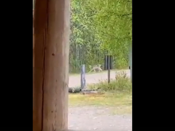 Гуляющих по парку в Карелии предупредили о рыси