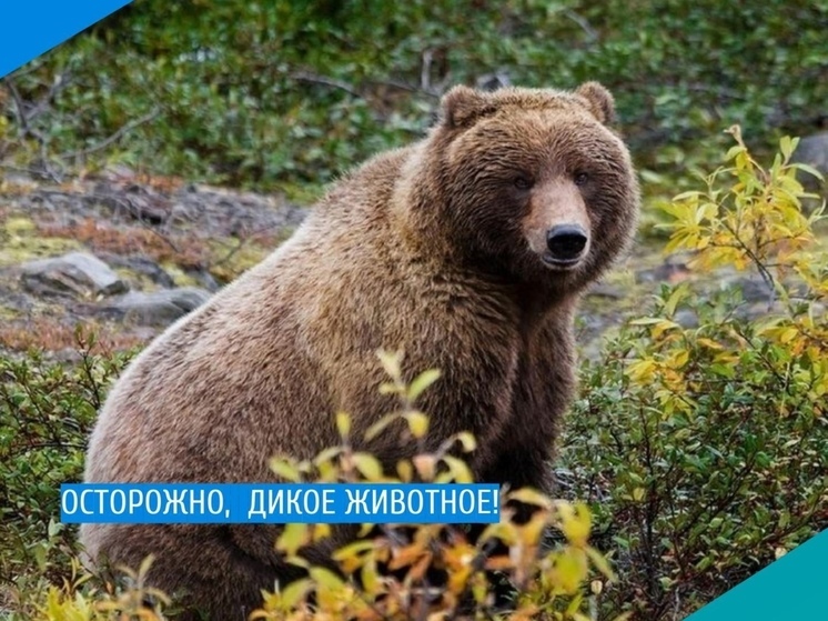 В Пангодах заметили медведя у лыжной базы: его будут отпугивать