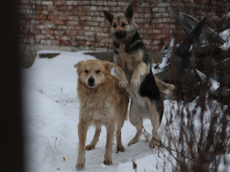 Закон об ответственном обращении с животными оказался несовершенным