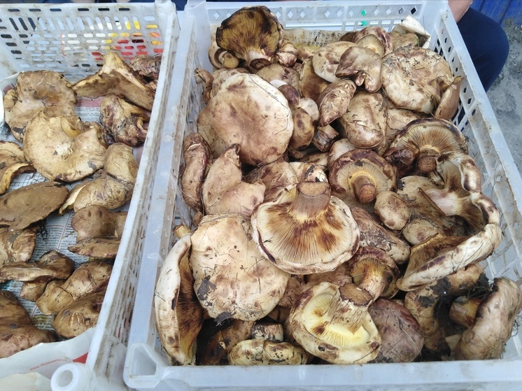 В Саратове открылась торговля грибами